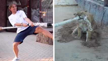 Luka Modric, leyenda del Real Madrid, y su familia luchan contra un tigre