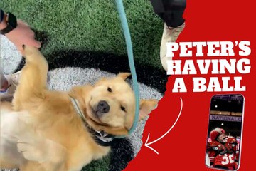 That’s how you enjoy a game! Kirk Herbstreit's dog Peter is having a great time at the National Championship