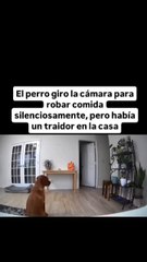 El perro giro la cámara para robar comida silenciosamente, pero había un traidor en la casa