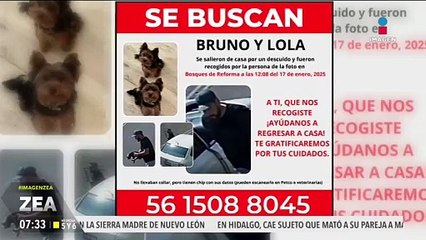 Buscan a 2 perritos que fueron robados en calles de la CDMX
