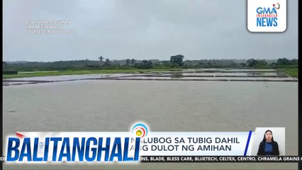 Ilang bukirin, nalubog sa tubig dahil sa mga pag-ulang dulot ng Amihan | Balitanghali