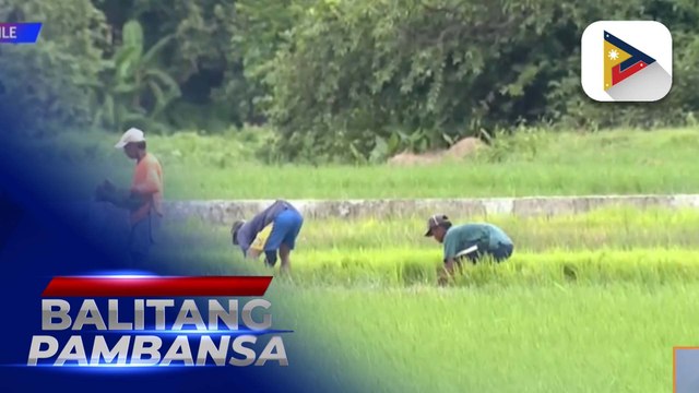 D.A., target maabot ang 20.4 million MT ng palay ngayong taon