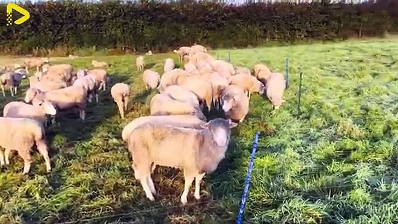 How Aussie Farmers Are Revolutionizing Livestock Transportation - Farming Docume