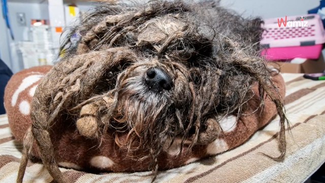 Video. Toelettatrice di cani riceve il caso peggiore della sua carriera: in 9 milioni non credono ai loro occhi
