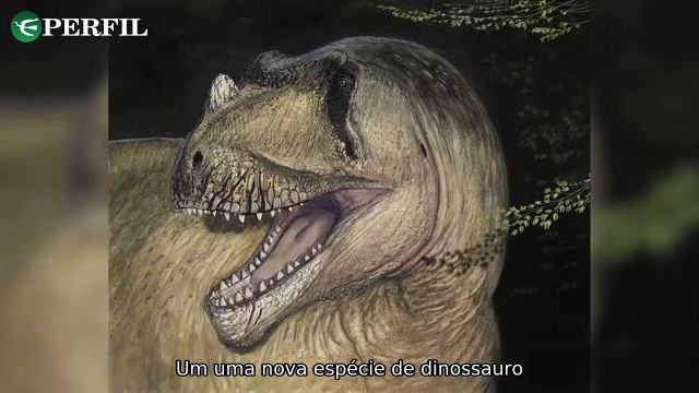 Descobertas Incríveis: Dinossauro egípcio 'ressuscitado', história real vs filme e nova espécie de aranha mortal
