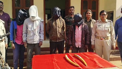 ରାଜ୍ୟ ବାହାରକୁ ଚାଲାଣ ବେଳେ ୨ ହାତୀ ଦାନ୍ତ ଜବତ   ୪ଜଣ ଗିରଫ, ଆନ୍ତଃରାଜ୍ୟ ଅପରାଧୀ ସାମିଲ