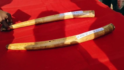 ରାଜ୍ୟ ବାହାରକୁ ଚାଲାଣ ବେଳେ ୨ ହାତୀ ଦାନ୍ତ ଜବତ   ୪ଜଣ ଗିରଫ, ଆନ୍ତଃରାଜ୍ୟ ଅପରାଧୀ ସାମିଲ