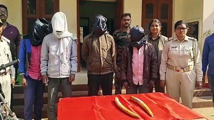 ରାଜ୍ୟ ବାହାରକୁ ଚାଲାଣ ବେଳେ ୨ ହାତୀ ଦାନ୍ତ ଜବତ   ୪ଜଣ ଗିରଫ, ଆନ୍ତଃରାଜ୍ୟ ଅପରାଧୀ ସାମିଲ