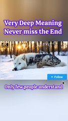 A heart warming story, an Arctic wolf was injured by millions of Dark Beetles and parasites