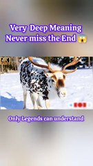 A reindeer was injured by Dark Beetles and parasites A rescue team successfully rescued the reindeer