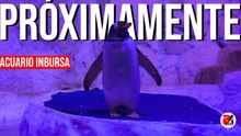 Nacieron 6 pingüinos en el Acuario Inbursa, ¡ayuda a ponerles nombre!
