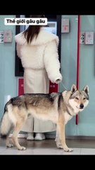 Take me out to withdraw money, no robber dares to come near