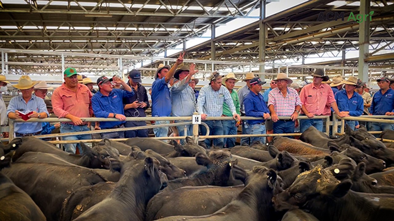 The top 15 buyers of Victorian weaner cattle in January 2025 revealed
