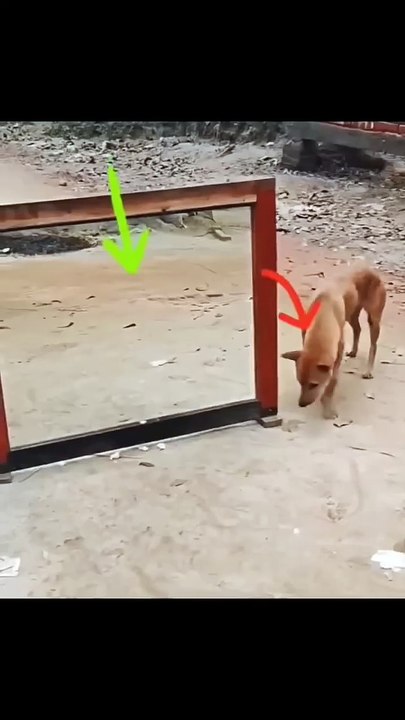 dog with mirror