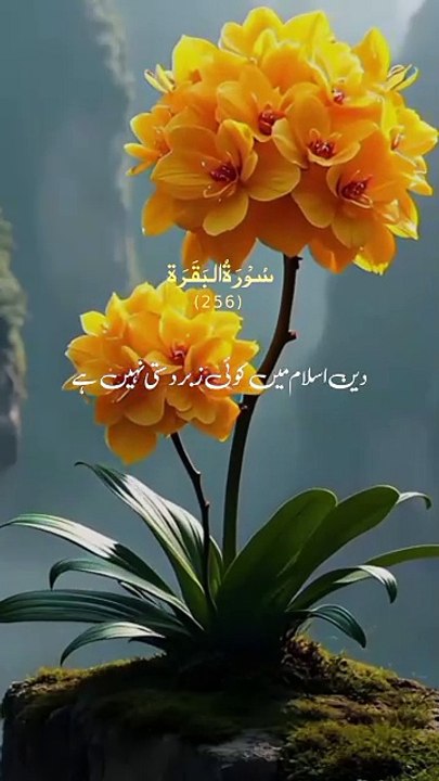 Surah Al Baqarah ayah 256 ! Qur'an Urdu translation