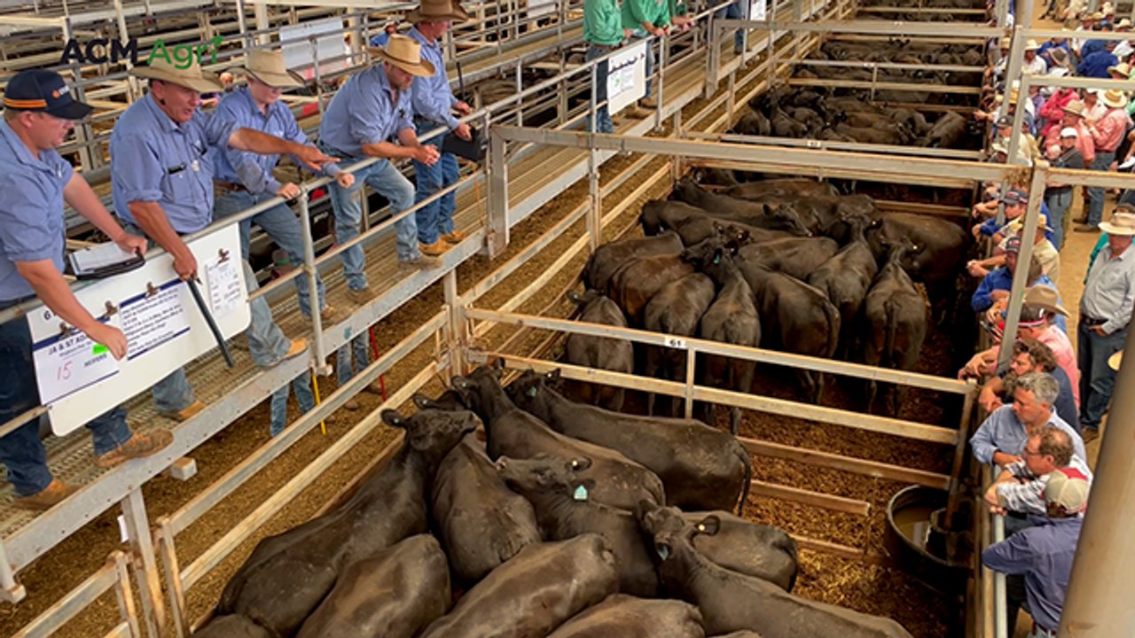 Strong processing capacity for Australia's cattle industry