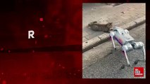 Yaklaşan robota oyun yapan kedi