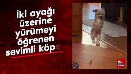 İki ayağı üzerine yürümeyi öğrenen sevimli köpek