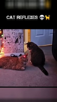 Feline Agility 😼 Watch this amazing cat's reflexes in this action-packed short! 🎥 #catlover #catreaction