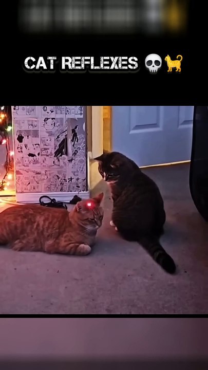 Feline Agility 😼 Watch this amazing cat's reflexes in this action-packed short! 🎥 #catlover #catreaction