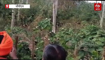 गौरेला पेंड्रा मरवाही में बाघिन का खौफ, ज्वालेश्वर मंदिर के पीछे संतों ने बनाया वीडियो