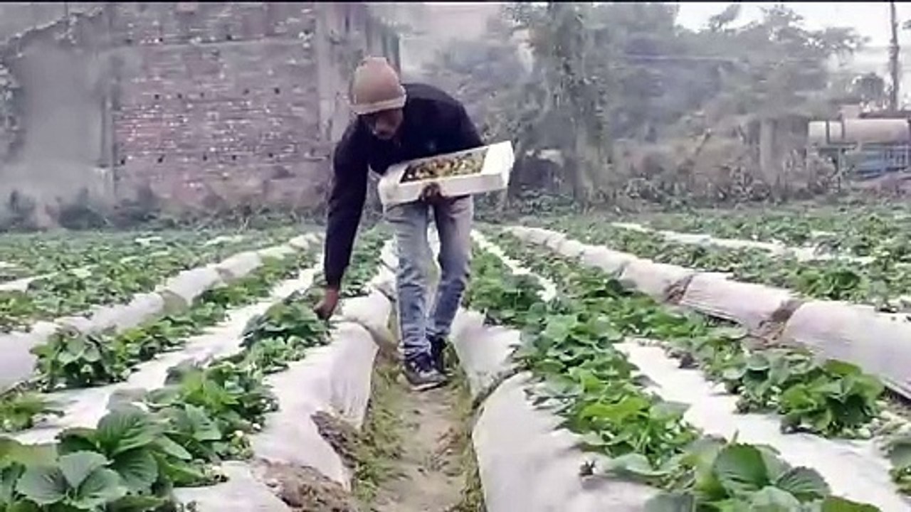 महादलित किसान स्ट्रॉबेरी की खेती कर रच रहे है इतिहास,हरियाणा की नौकरी छोड़ कर रहे स्ट्रॉबेरी की खेती