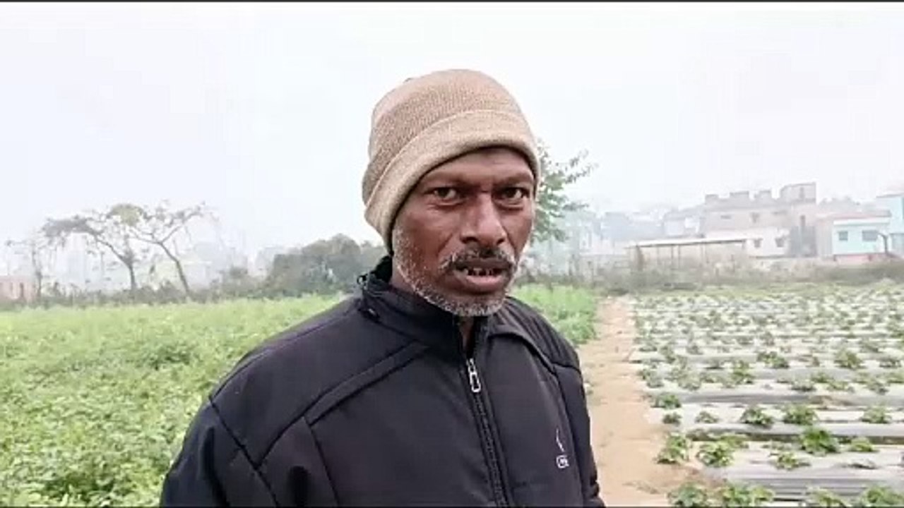 महादलित किसान स्ट्रॉबेरी की खेती कर रच रहे है इतिहास,हरियाणा की नौकरी छोड़ कर रहे स्ट्रॉबेरी की खेती