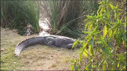मगरमच्छ धूप सेकने के लिए बाहर