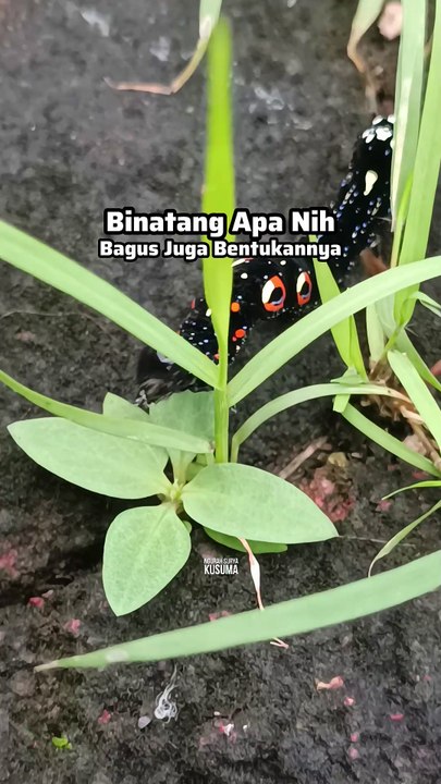 Binatang Apa Nih?