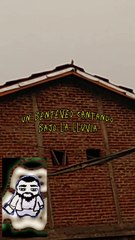 Benteveo cantando bajo la lluvia - Tacuarembó (25/11/2024)