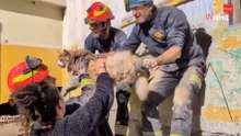 Heroico rescate en Getafe entre sollozos: Bomberos salvan a un gato atrapado dentro de un muro abandonado
