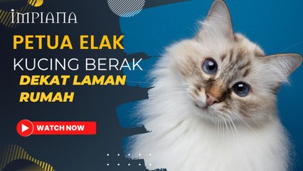 Petua Elak Kucing Berak Dekat Laman Rumah
