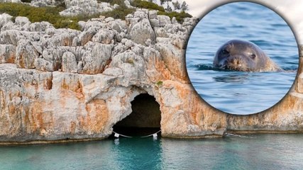 Akdeniz foklarının yuvası iki mağaraya zincirli koruma