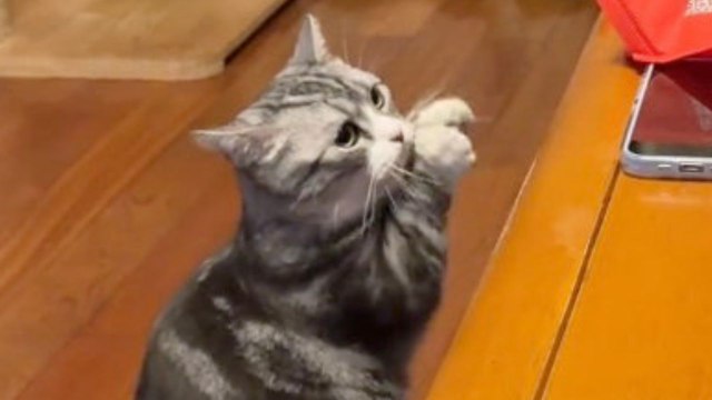 Clever cat mimics owner's traditional New Year's greeting