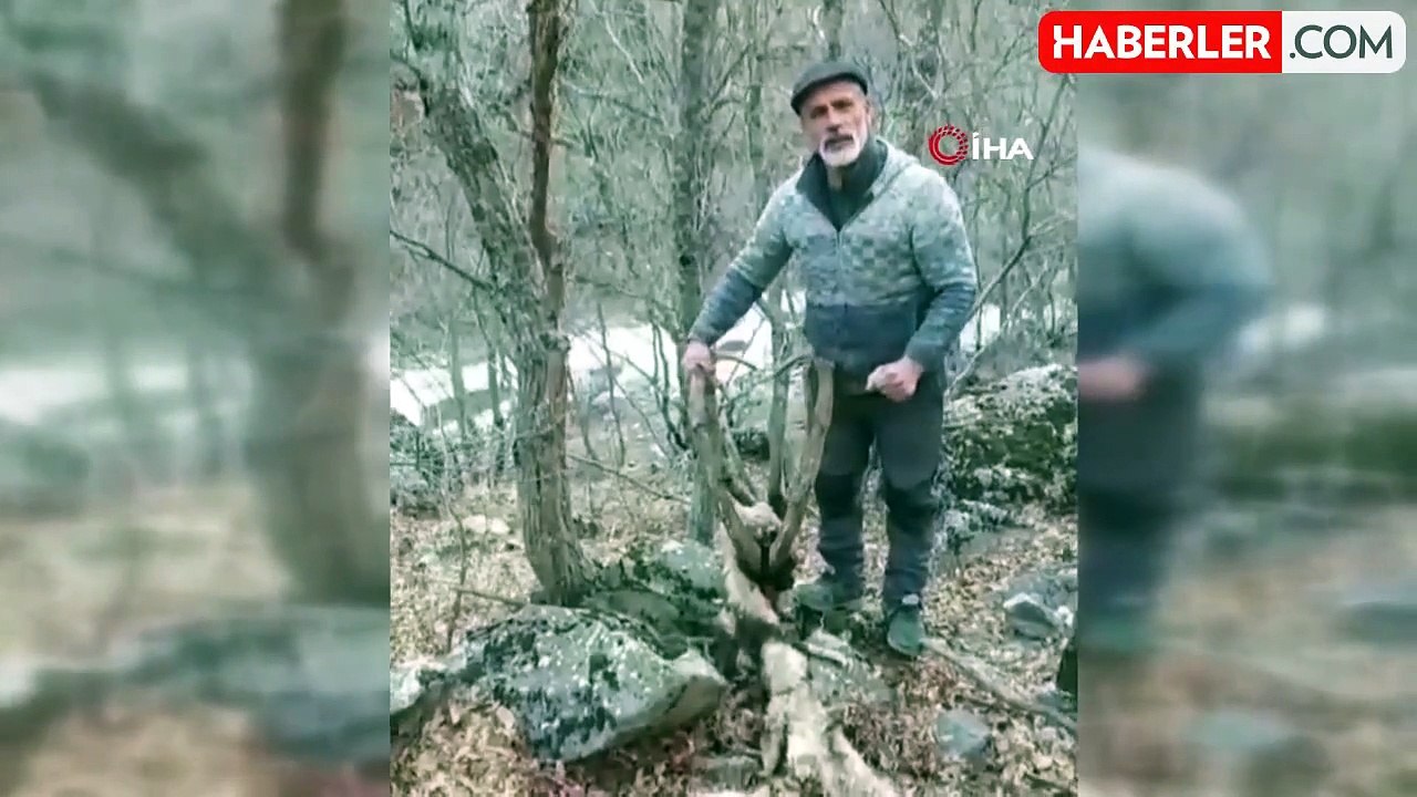 Koruma Altındaki Yaban Keçisi Kaçak Avcılarca Öldürüldü