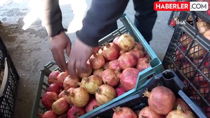 Siirt'in Ünlü Zivzik Narı 30 Lira