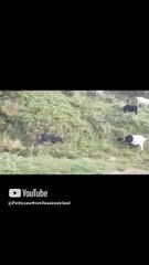 goat in the side road to the fjord #norway #norvège