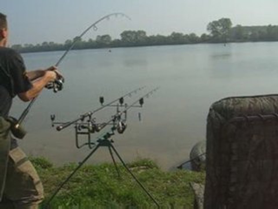 Carpe et silure : Compilation de démarrages en saône