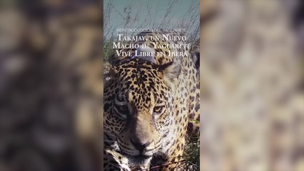 El yaguareté Takajay fue introducido en el Parque Nacional Iberá