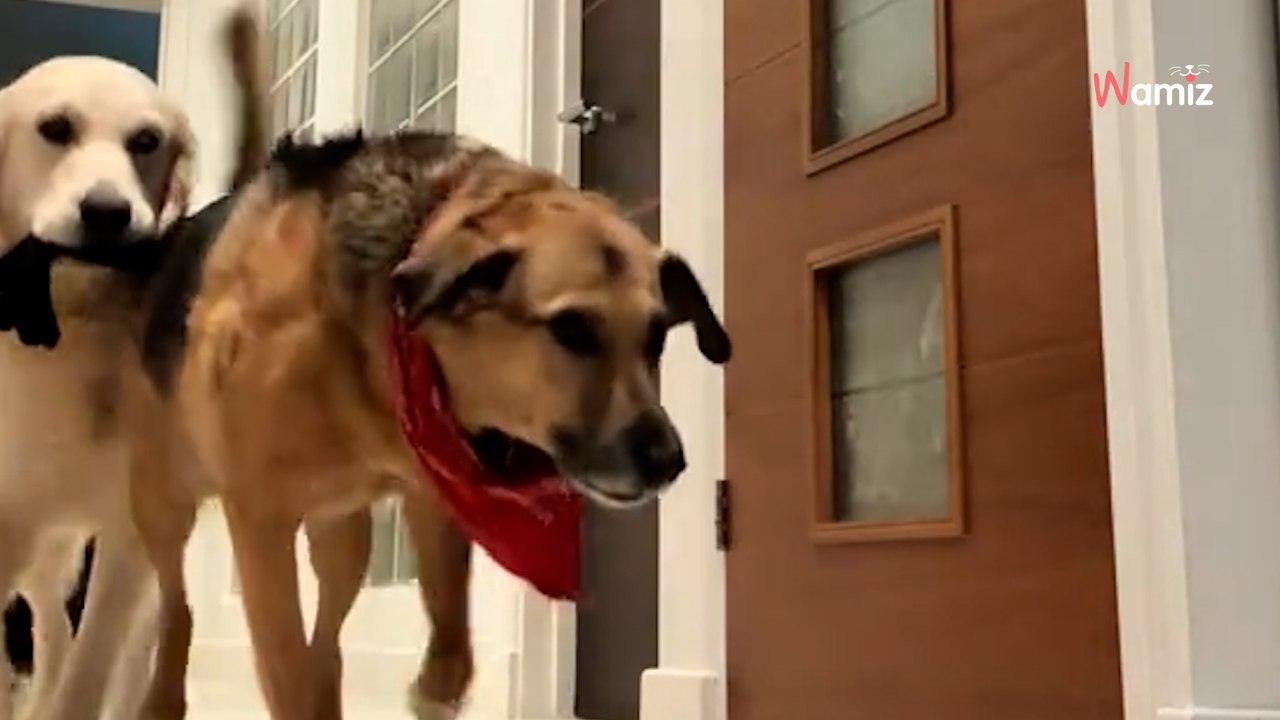 Rescue dog terrified of doors and hallways so her new owners make a big decision