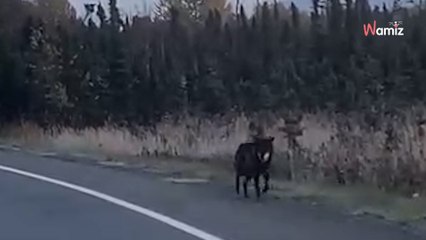 Misterioso animal deambula hasta que las autoridades descubren qué es con una prueba genética