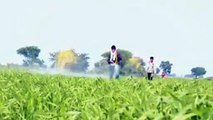 जहरीली हो रही गेहूं की फसल, कीट और बीमारियों से बचाने के लिए किसान कर रहे कीटनाशक का स्प्रे