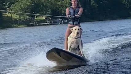 Surfing pup catches waves like a pro and lives his best summer life