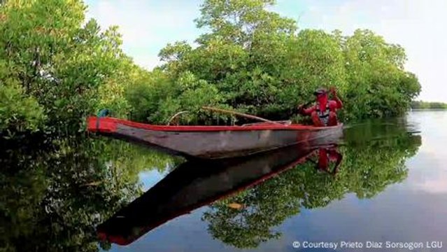 Philippines: How a coastal community has revived mangroves