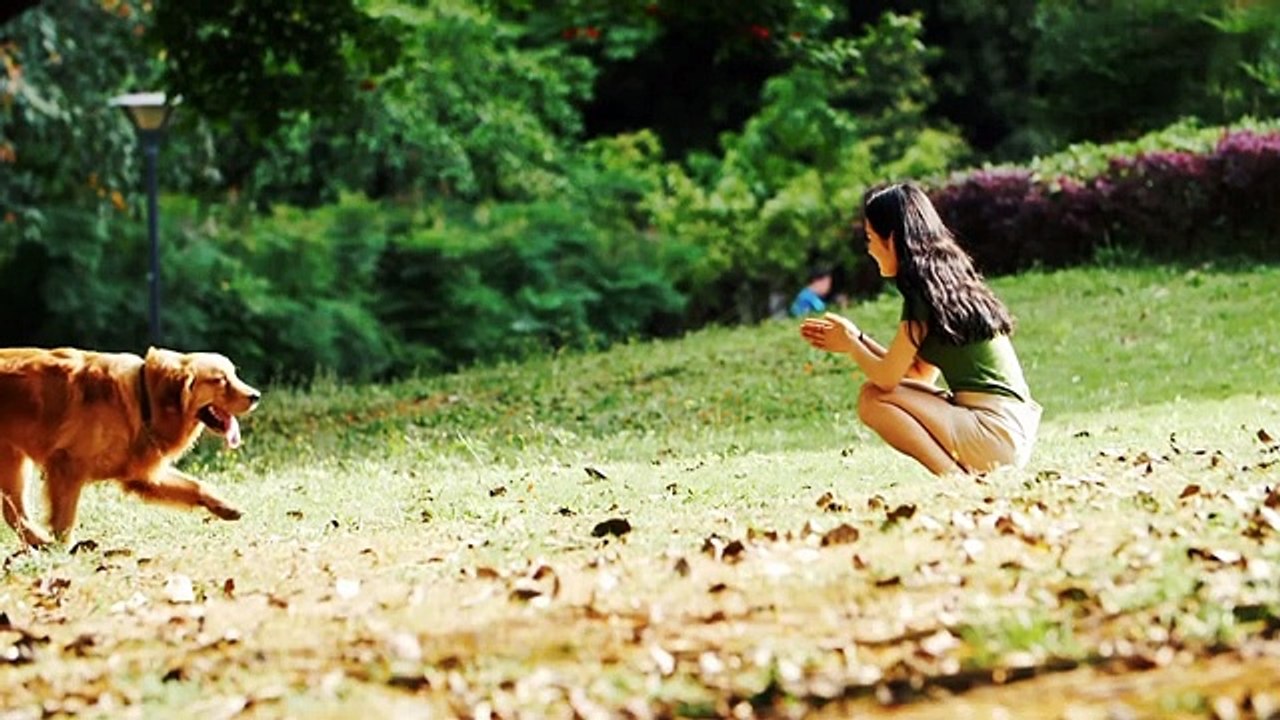 Discover why Golden Retrievers are the perfect first pets in this heartwarming video! 🐾