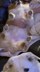 Corgi Enjoys Belly Rubs
