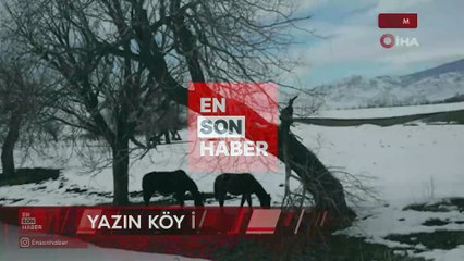 Muş'ta köy işlerinde kullanılan atlar kışın doğaya terk edil