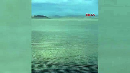 Fethiye'de koya gelen yunusların dansı böyle görüntülendi