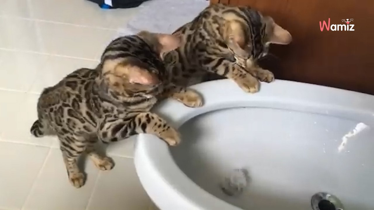 Katzenkinder schauen ins Waschbecken: Und es kommt wie es kommen muss...