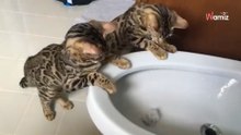 Katzenkinder schauen ins Waschbecken: Und es kommt wie es kommen muss...